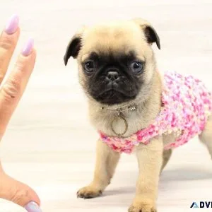 Tiny Pug Puppies for Sale