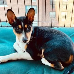 Potty Trained Basenji Puppies Ready For New Homes