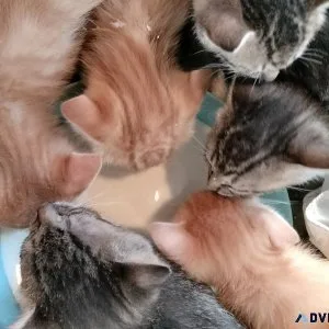 Kittens