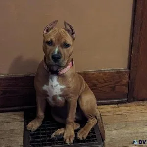 American Staffordshire Terrior - Female