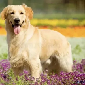Buy dog