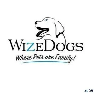 WizeDogs Labradors and Positive Dog Training Academy