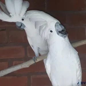 Well tamed Umbrella Cockatoos available now.
