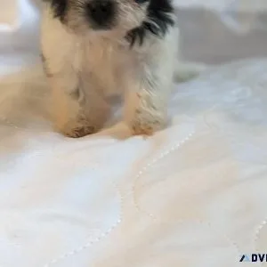 Female Shichon Puppy for Sale(Teddy Bear Puppy)