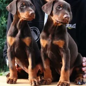 Red and Original European Doberman Puppies