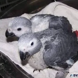 Hand Fed Congo Grey Babies