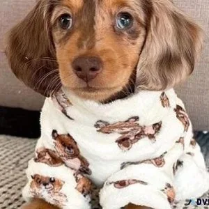 Miniature Dachshund Puppies