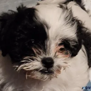 Adorable shihpoo puppies