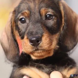 Every dog must have his day. Today Is Yours