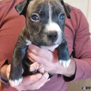 House raised puppies