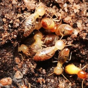 Termite treatment in jaipur