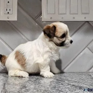 Tyson - Havanesse Puppy