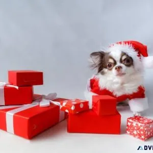 Rehomming Chihuahua puppies