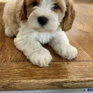 Cavpoo Sedona