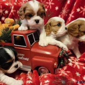 King Charles Cavalier