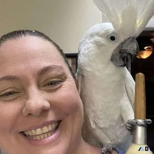 Umbrella Cockatoo Parrots for sale