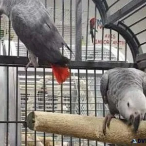 Well Tamed African Grey Parrots for sale