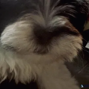 Black and white Shih Tzu boy