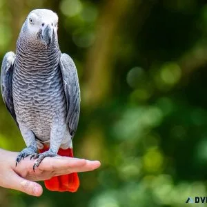 AFRICAN GREY PARROT FOR SALE