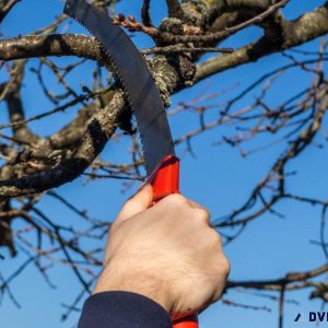 The Best Tips for Tree Pruning and Trimming