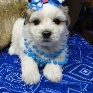 Beautiful Coton De Tulear Puppies