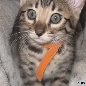 Exotic Bengals