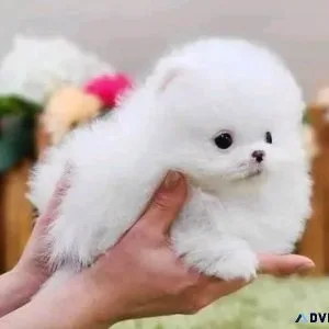 Kc Reg Pomeranian Puppies