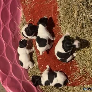 Rat Terrier Pups