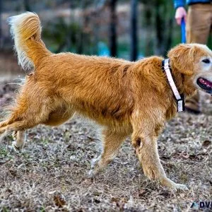 AKC Golden Retriever Puppies