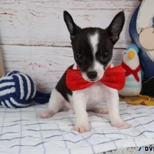 Healthy Chihuahua puppies For Lovely Homes.