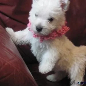 West Highland White Terrier