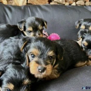pet for a new home
