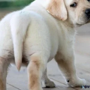 Two Labrador Retriever puppy