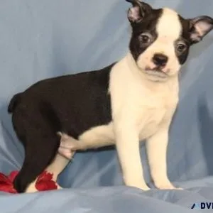 Home trained Boston Terrier Puppies