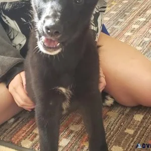 German shepherd Siberian husky cross puppies
