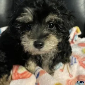 Cavalierpoodle