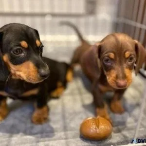 LongShorthair Dachshund Pups