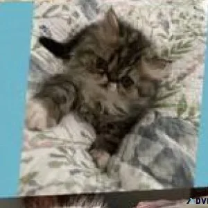 Himalayan Persian