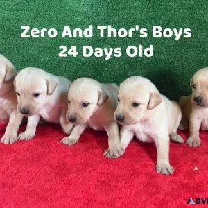 Christmas Lab Puppies