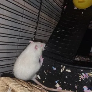 Free M Rats (2) 4 PICK UP (Flint MI)