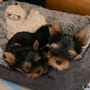 nfhg Yorkshire terrier puppies