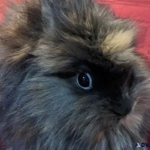 Baby 8-9 week old Harlequin Lionhead Rabbit For Sale