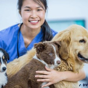 Finding the Best Dog Pet Clinic near Me  Vet Land Pet Clinic