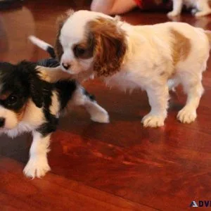 Adorable Cavalier King Charles Spaniel puppies
