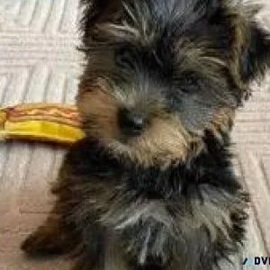 yorkie puppies phoenix az