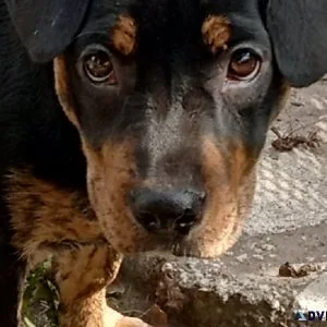 Female Puppy