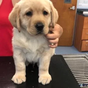 Yellow UKC Registered Labrador Puppies