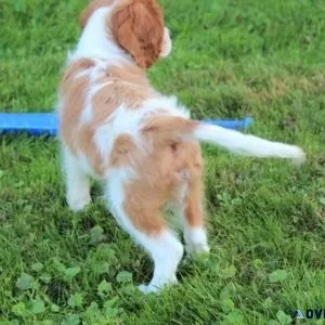 Cavalier King Charles Puppies