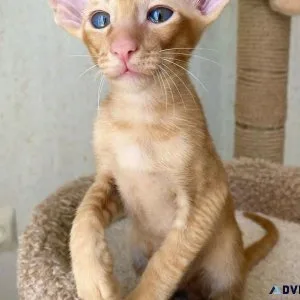 Pointed Oriental Shorthair  kittens