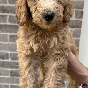 F1b Labradoodles